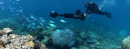 Google A Reef And Help To Save It