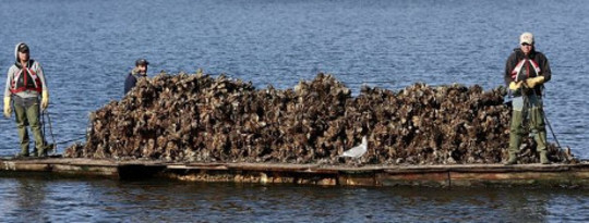 Acid Oceans Threaten Billion-dollar Oyster Business