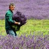 Lavender in Your Garden: For Health, Fragrance, Well-Being