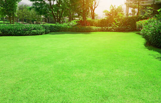 A bright green lawn