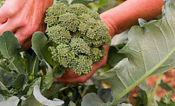 broccoli benefits 3 30