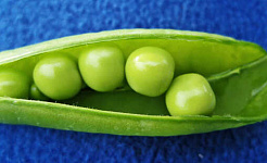 Peas in a green pod against a blue background