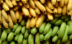 Each banana plant is a genetic clone of a previous generation. Ian Ransley, CC BY