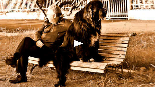 man and his dog, facing away from each other,  sitting on a park bench