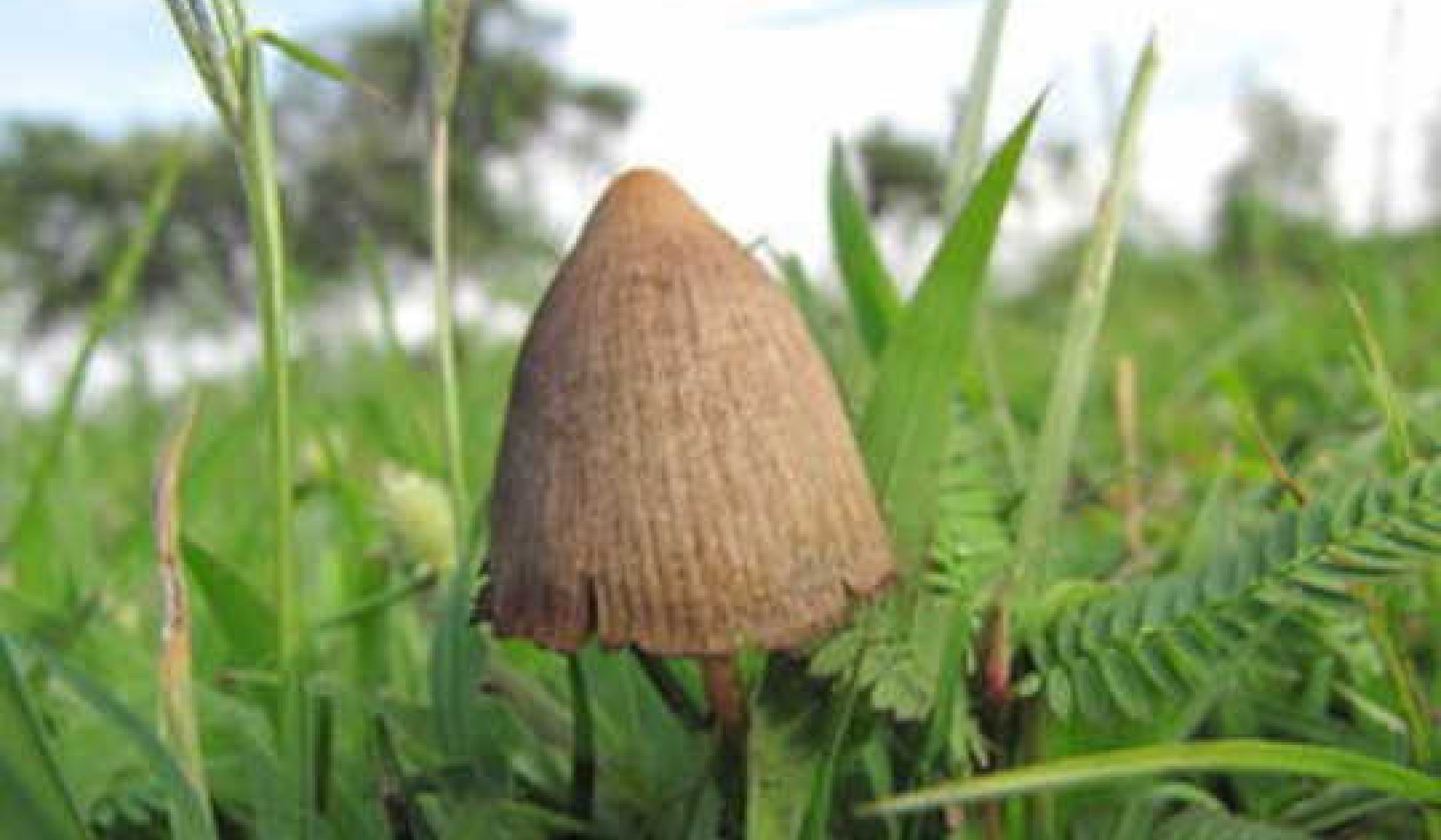Psilocybin Therapy Can Significantly Ease Depression With Immediate Effects