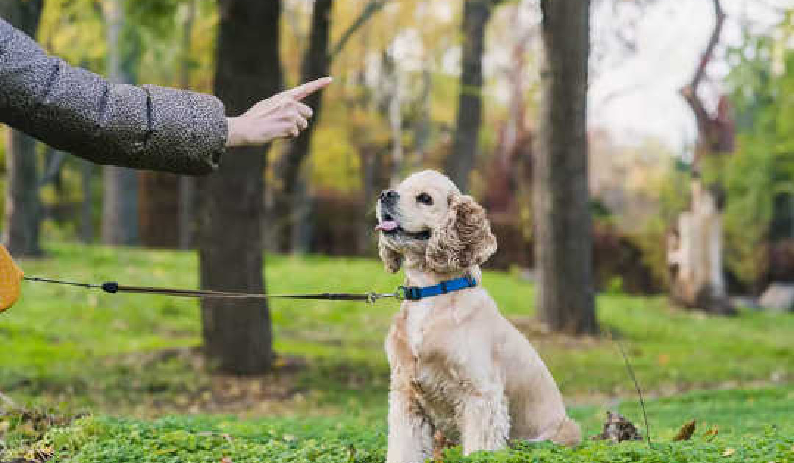 How To Train Your Dog In Basic Life Skills