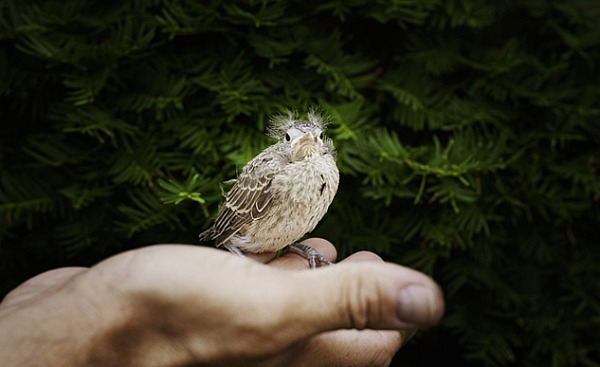 a bird in a person's open hand