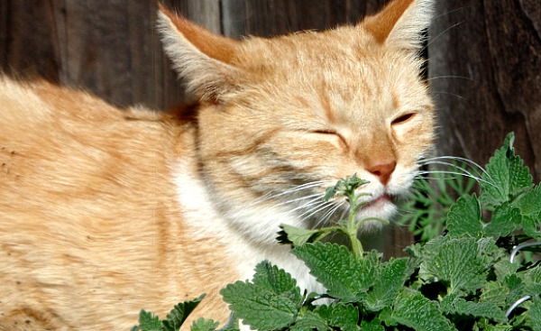 قطة تضع أمام بعض نباتات النعناع البري