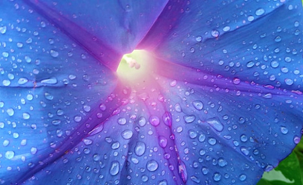 macro photography of water drops on a purple flower