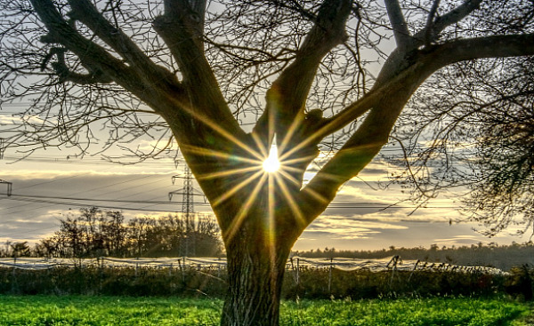 a wide tree with the sun peeking through a space in the branches