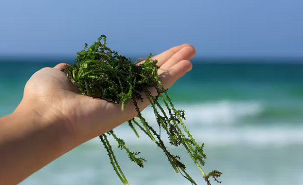 seaweed in the diet 10 26