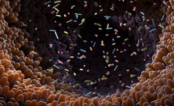 आंत के सूक्ष्मजीव 7 18
