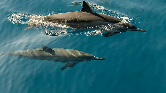 dolfijnen zwemmen