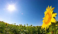 What Makes Sunflowers Face The Sun?