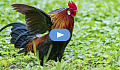 rooster flapping his wings and "strutting his stuff"