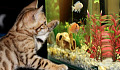 cat looking at an aquarium