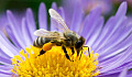 Are They Watching You? Bees And Wasps Can Recognize Your Face