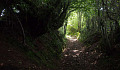 a bright path in a dark forest