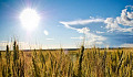 The glaring sun beats down on a field of wheat. Image: Rick via Flickr