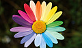 a wide-open multi-colored daisy