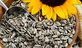 Aflatoxin Is A Cancer Causing Mold That Turns Up Also In Sunflower Seeds