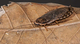 The rather handsome Speckled Cockroach from north-east Africa has spread across the world with human assistance. Anthony O'Toole