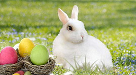 A white rabbit with colored eggs in nests.