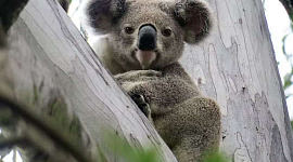 koala bear "stuck" in a tree