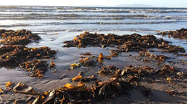 Why Western Diets Should Contain More Sea Vegetables